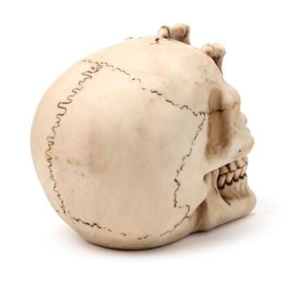 Gruesome Skull Head with Skeleton Claw Hand - Image 6