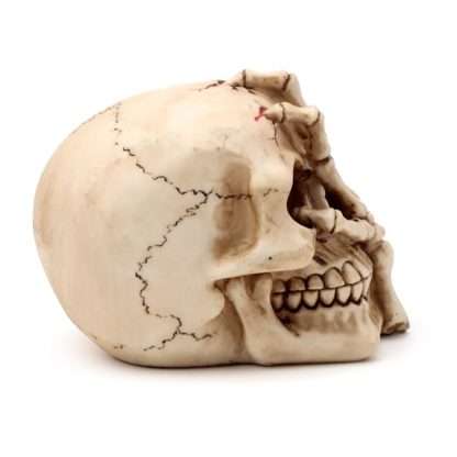 Gruesome Skull Head with Skeleton Claw Hand - Image 7