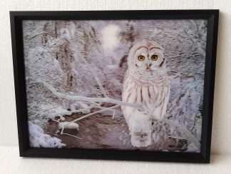 3D Owl 30x40CM