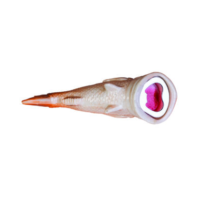 Snapper Fish Bottle Opener - Image 3